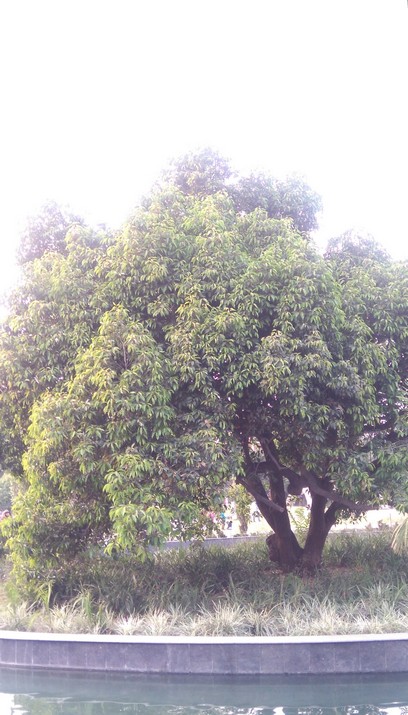 Osho Tree 2, Bhanwartal Park of Jabalpur - 20181021