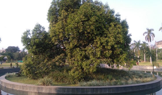 Osho Tree 3, Bhanwartal Park of Jabalpur - 20181021